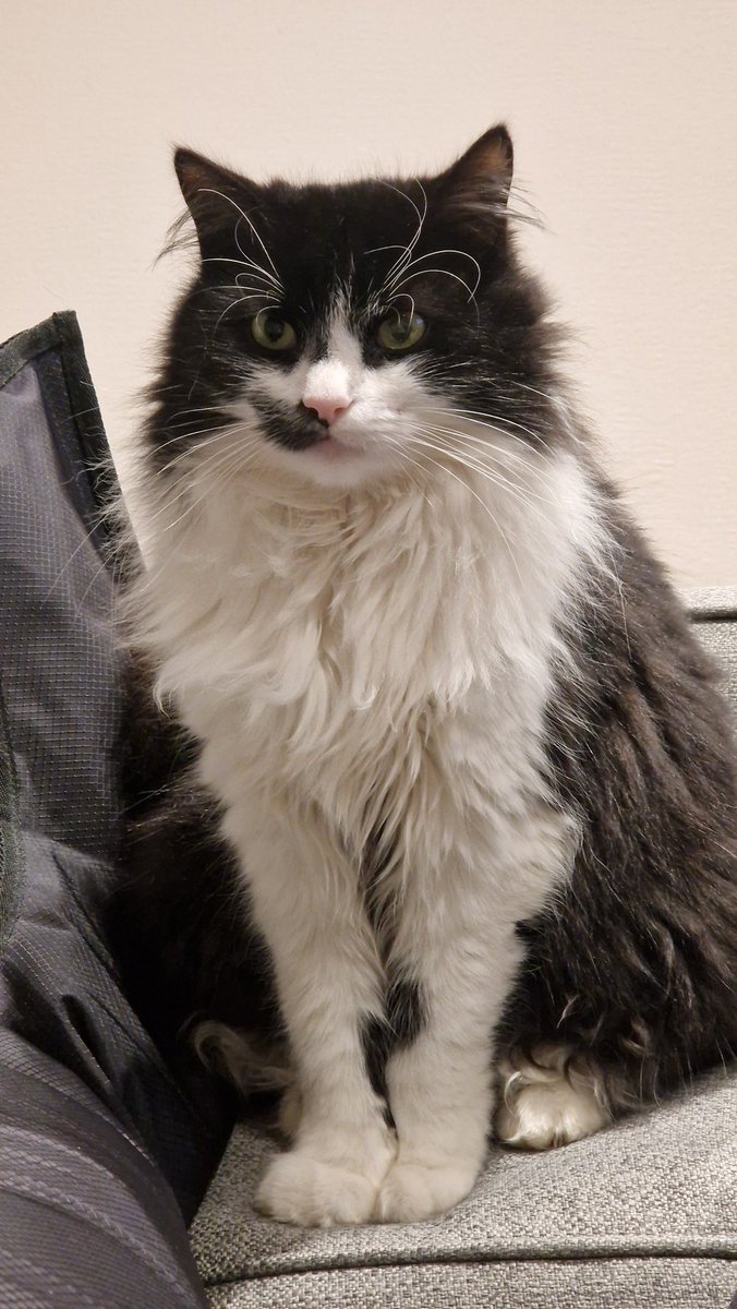 #FrankTheCat is still missing from the Bray area. And I really miss him and want him home. 💔