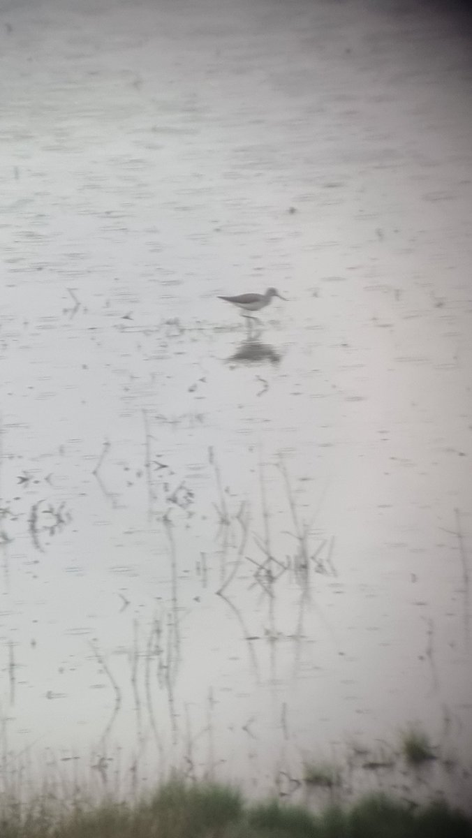 ReedRitz's tweet image. Newport: Caerleon flood- 1 Greenshank, and 1st linnet of the year for patch.

Last year was great for Greenshank sighting here. This year is shaping up to be even better.
 ##gwentbirds