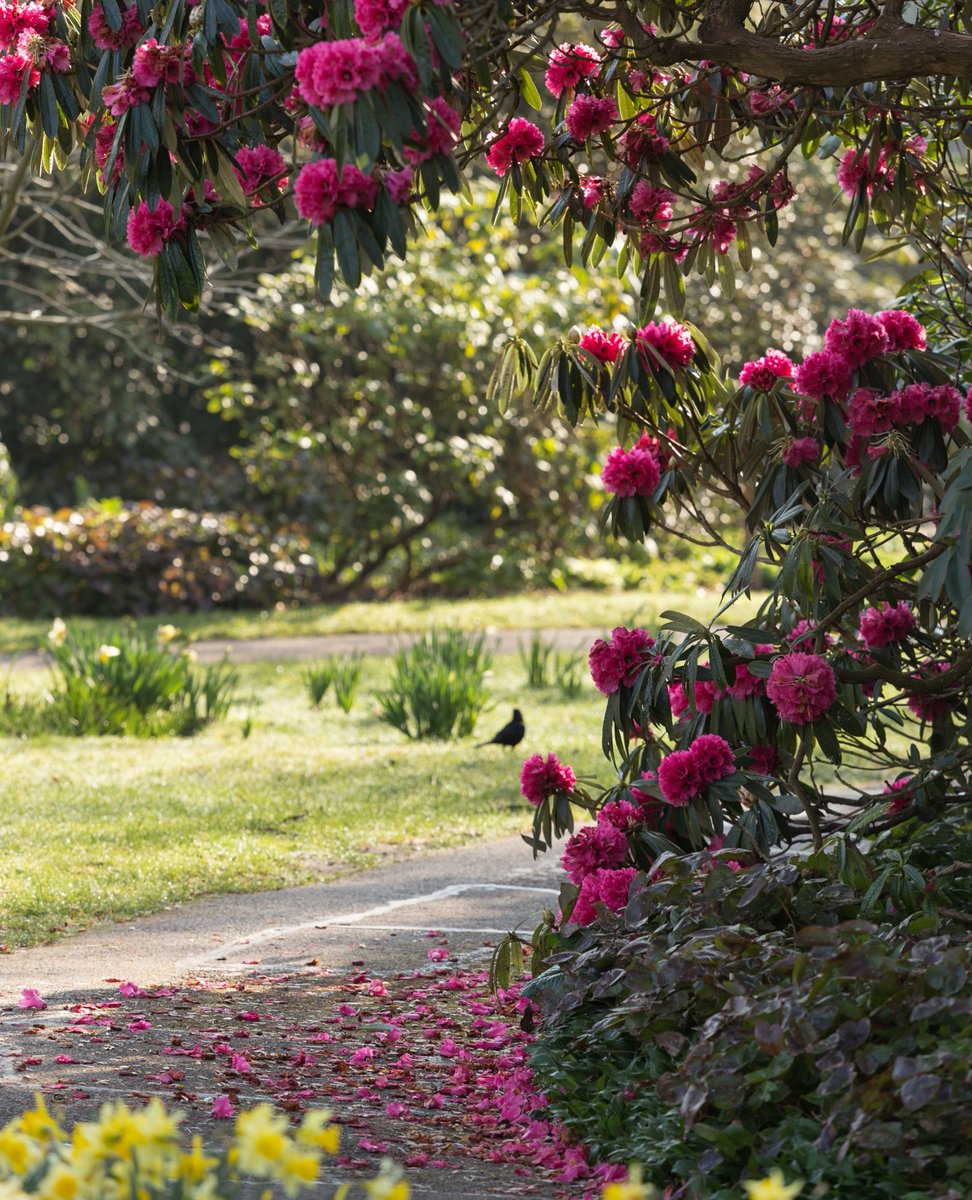bordehillgarden's tweet photo. This Bank Holiday, let the gentle pull of nature tempt you outside. Whether it’s birdsong in the trees, the soft bloom of spring flowers or sunlight dancing through fresh leaves, there is beauty to be found in the simplest of things as the season unfolds. https://t.co/0pz5YUdYSU
