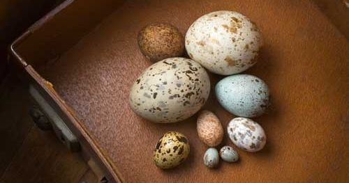 It's a bank holiday Monday which means we're open! It's the last day of our Eggsplore Egg trail so join us for the last day of the Easter break 🪺