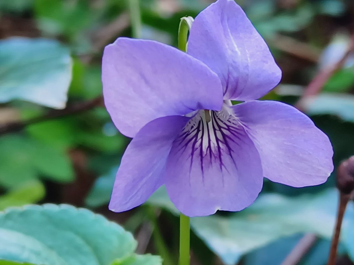 NT Strangford Lough tweet media