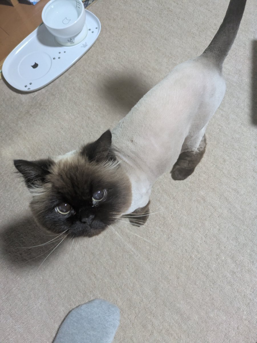 mujin_fuga's tweet image. なかなか自分の事ができない日が続いてますが…まあ仕方ない
田植えはＧＷかな