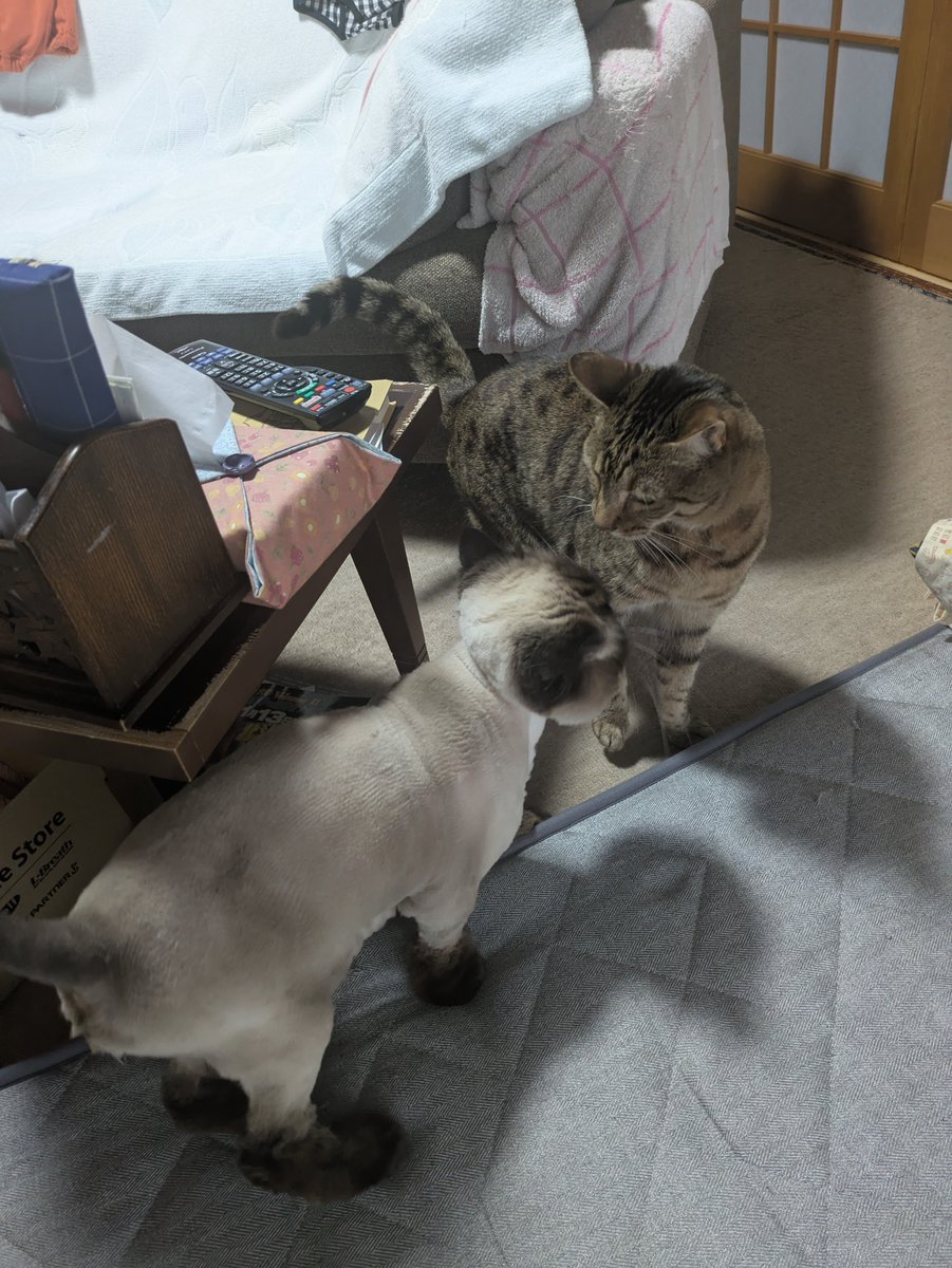 mujin_fuga's tweet image. なかなか自分の事ができない日が続いてますが…まあ仕方ない
田植えはＧＷかな