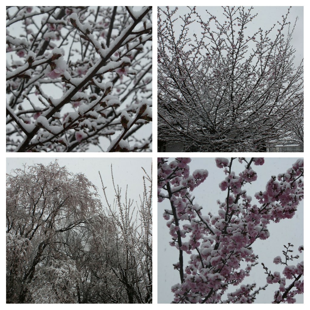 viwa_hitomi's tweet photo. 毎年、会津にお花見に行っていて、ある雪が降った時は驚き。今年は大叔母は施設へ入り行けず。🌸❄心に刻まれています。
#sometimesitsnowsinapril
#Prince https://t.co/4l2WkDNvmZ