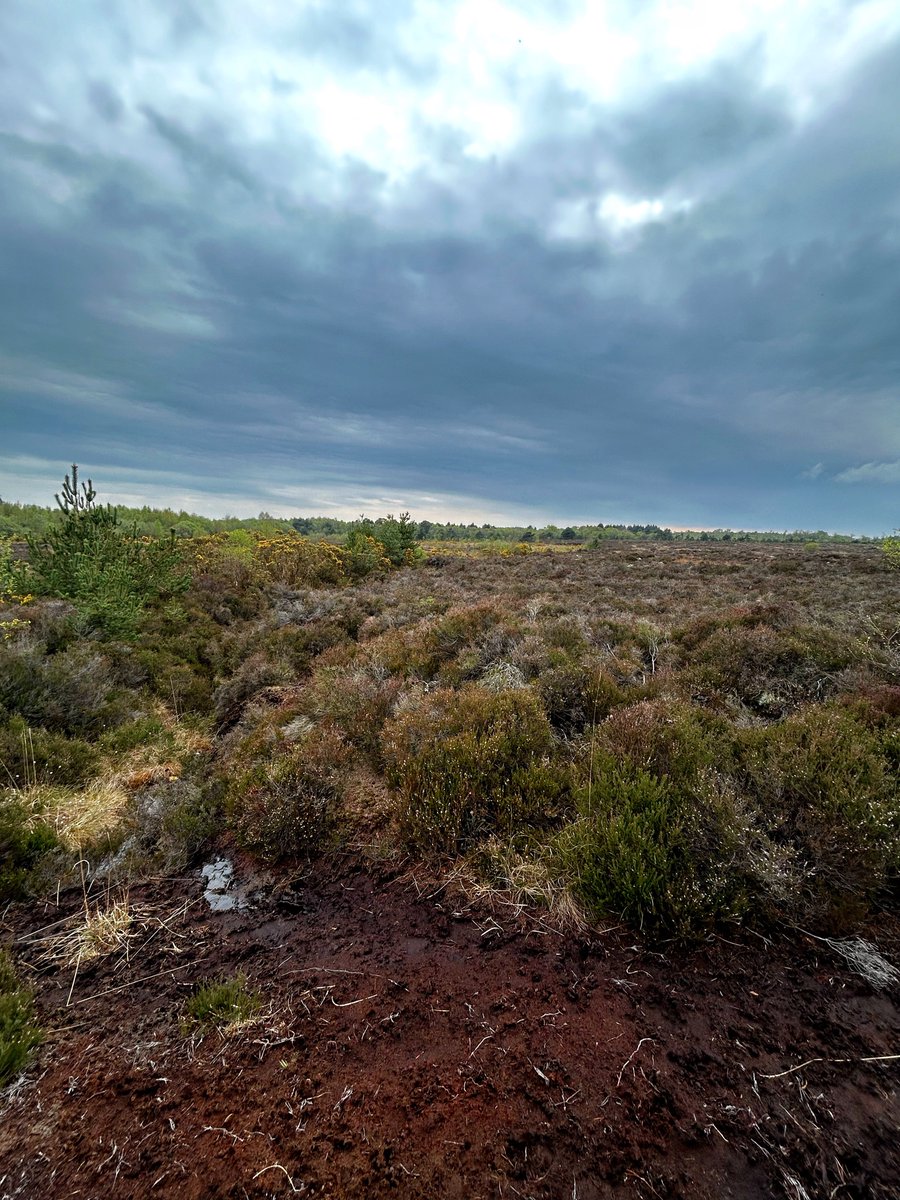 Girley Bog 📍