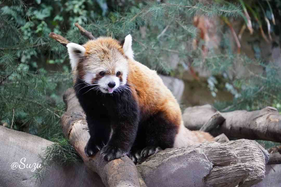 今年のGWはなんだかんだ？で11連休😅
お天気も良さそうだけど混んだ動物園はあまり得意では無い…かと言って持て余しそうな長さ
さてどうしたものか
追い込まれないと動けないいつものパターン😐

📸2025.03
#那須どうぶつ王国 #レッサーパンダ