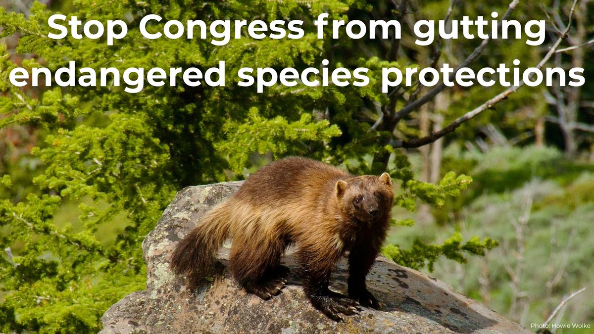 WildernessWatch's tweet image. The "extinction caucus" in Congress wants to gut the Endangered Species Act (ESA) even as the world faces a biodiversity and extinction crisis!

They’ve just introduced radical legislation to drastically weaken the ESA, so please help #StopExtinction!

&amp;gt;&amp;gt;&amp;gt; wildernesswatch.salsalabs.org/oppose_hr1897/…