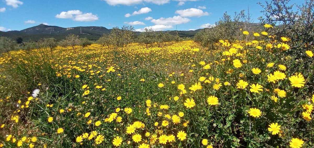 Quin goig veure el defora vestit d'aquest groc intens!!😍🌿🌻