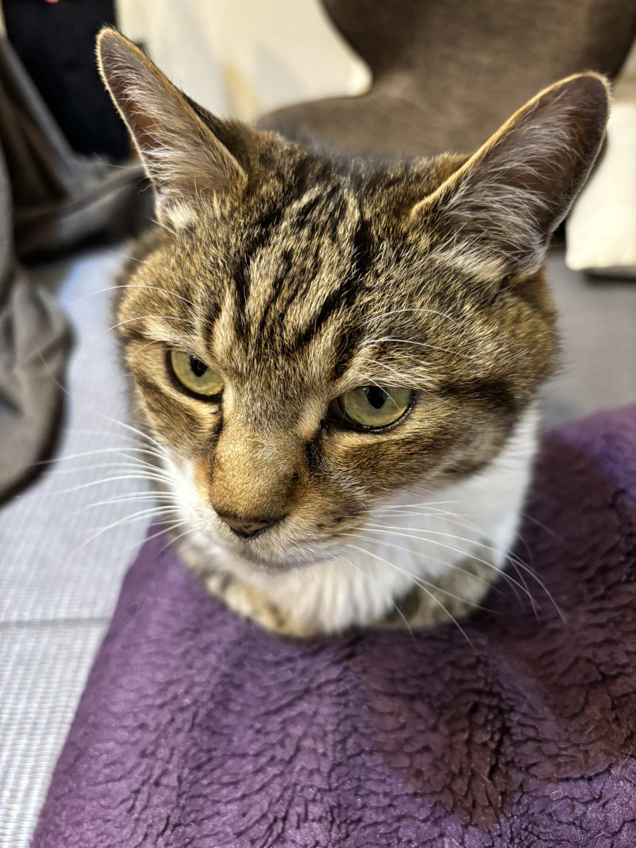 今日のまめ
＃猫のいる暮らし　＃猫のいる幸せ　＃猫　＃まめ