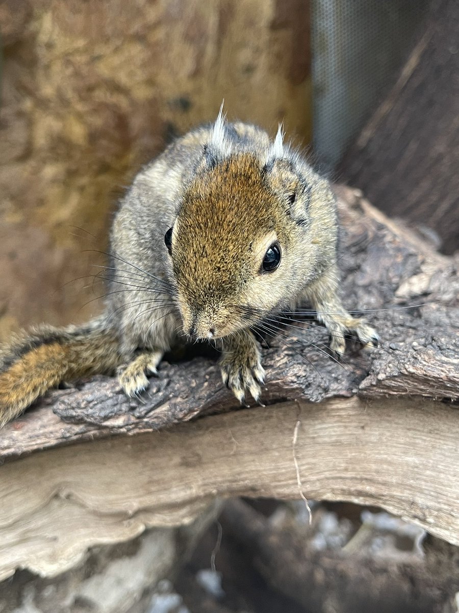 Have you seen our Swinhoe’s Squirrels? 🐿

Did you know, Swinhoe’s squirrels are only 5 inches small and live about 5-10 years in the wild. They live in woodlands and forests, with a diet that consists of seeds, nuts, plants and insects. 

#zooquarium #visitessex #southendonsea