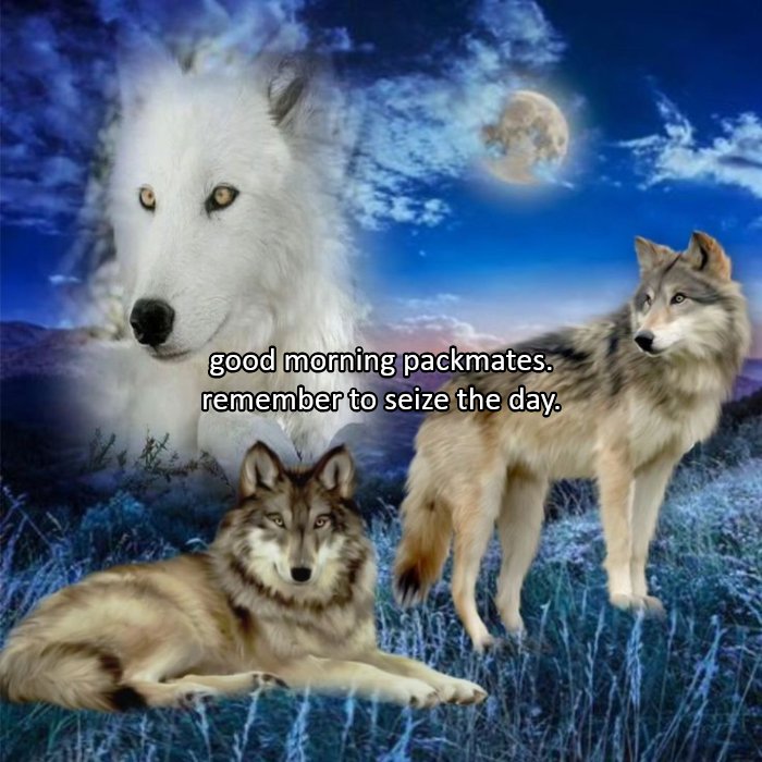 ᗯA͟R͟ ᗪO͟G͟ ( 𝐒𝐄𝐌𝐈-𝐇 ) tweet media