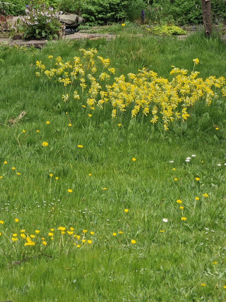 The view down my garden. Both Bulbous Buttercup and Cowslips introduced to my lawn and doing well.

Hay Rattle will follow, with BFT and others.