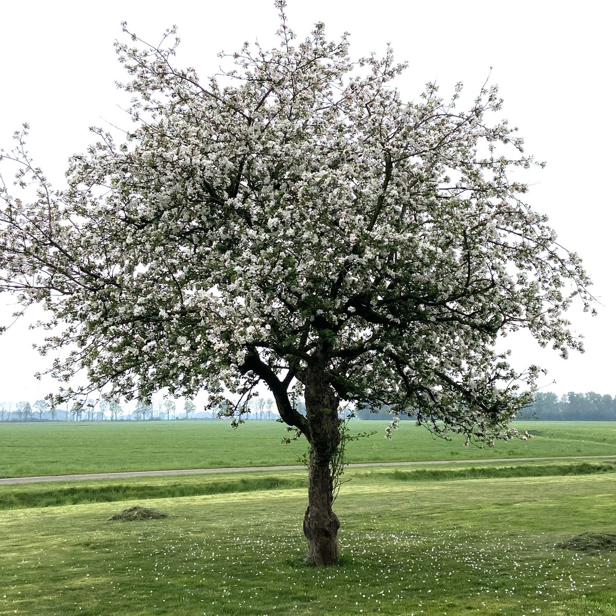 boerinhendrika's tweet photo. #goudreinet
#erfbeplanting
#fruitbomen https://t.co/8VerlEliNg