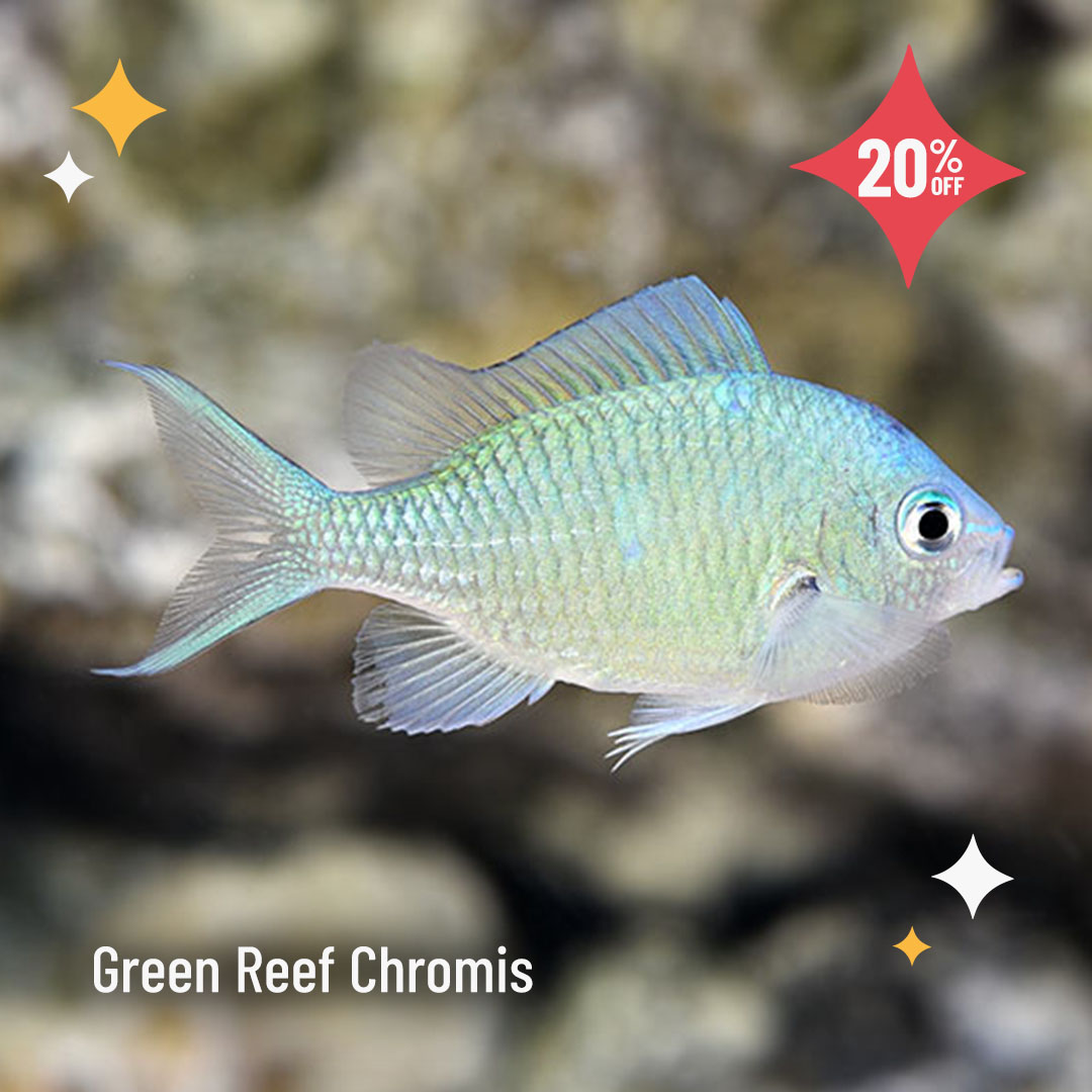 LiveAquaria's tweet photo. You heard that right! Up to 50% off today only on select aquatic life. It doesn’t get better than this. Quick, see what’s included.
https://t.co/fxCIE6xWYo
#saltwater #marine #reef #freshwataer #fishsale #reefsafefish #invert #invertsale #coral #coralsale #ccgc #coralfrag https://t.co/SiLc2fYCY3