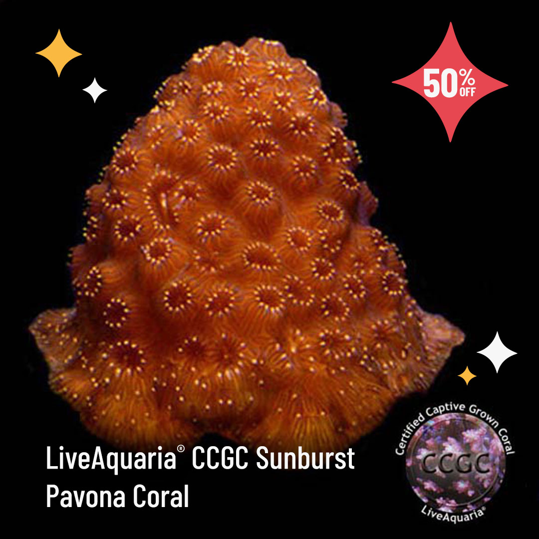 LiveAquaria's tweet photo. You heard that right! Up to 50% off today only on select aquatic life. It doesn’t get better than this. Quick, see what’s included.
https://t.co/fxCIE6xWYo
#saltwater #marine #reef #freshwataer #fishsale #reefsafefish #invert #invertsale #coral #coralsale #ccgc #coralfrag https://t.co/SiLc2fYCY3