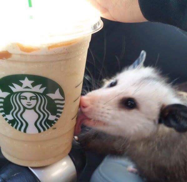 PossumEveryHour's tweet image. 