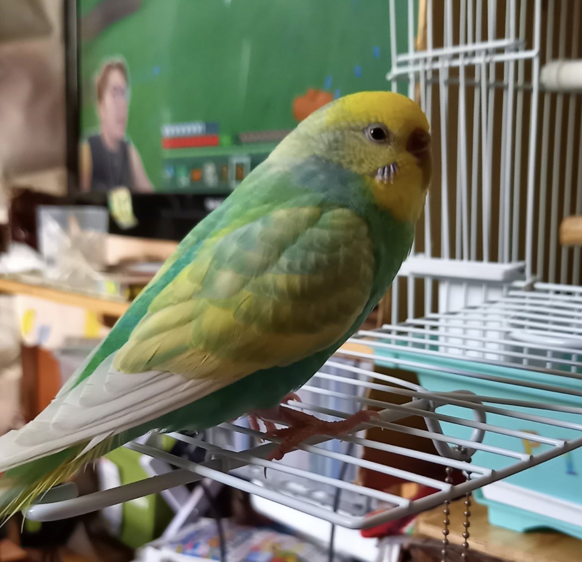 迷いオカメインコ (@shiichan_hakken) / X