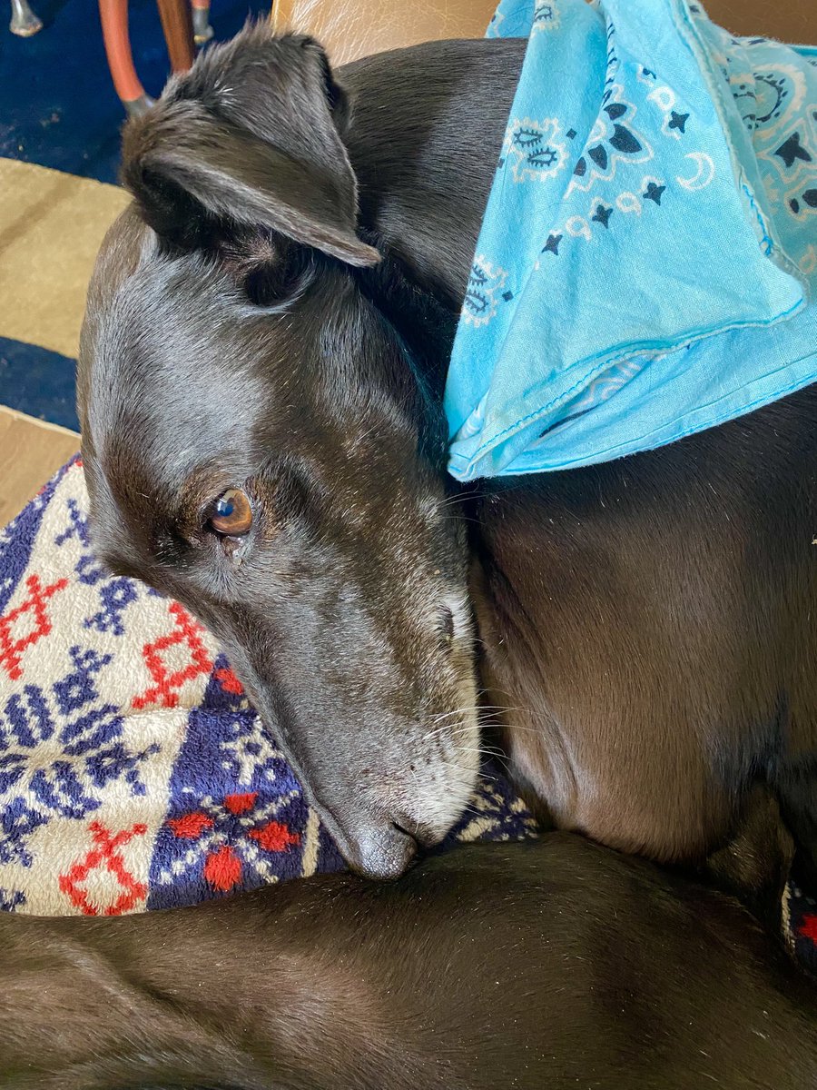 We’re doing rock things &amp; coastal things today - Miss Vera still has a few adventures in her. She still strikes on ahead to survey the terrain, but while she used to go for hours &amp; hours &amp; hours, mountain goating all over the place, now she is happy when we turn for home🌞