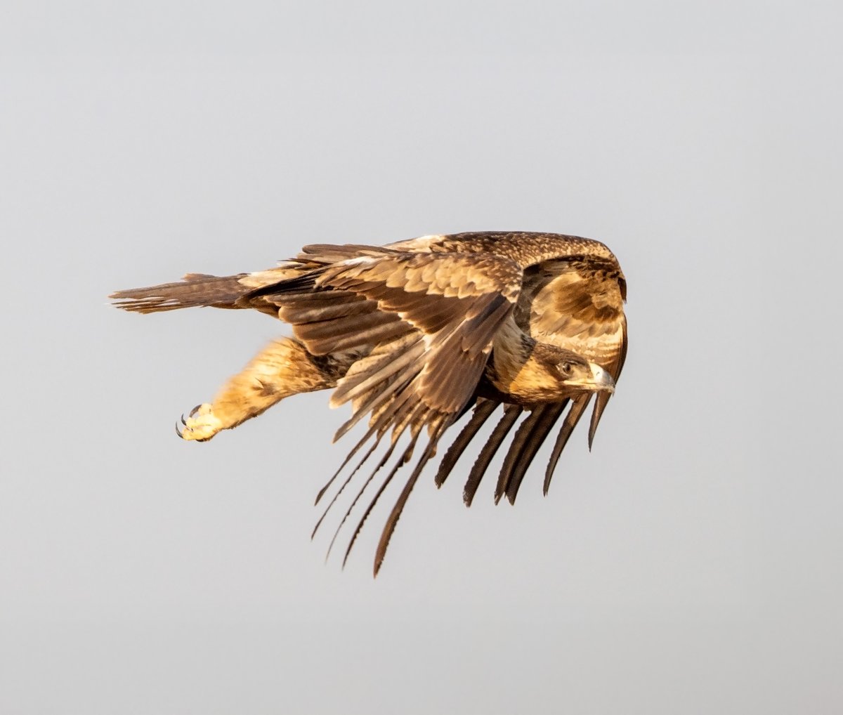 devasar's tweet image. Cutting through the golden silence of the Thar, this Tawny Eagle glides with quiet intensity — a sentinel of the desert skies.
Shot on a still morning in Jaisalmer, where the sand holds stories and the air carries wings.
#nikimages #nikhildevasarphotography #enchantedindia #tawny