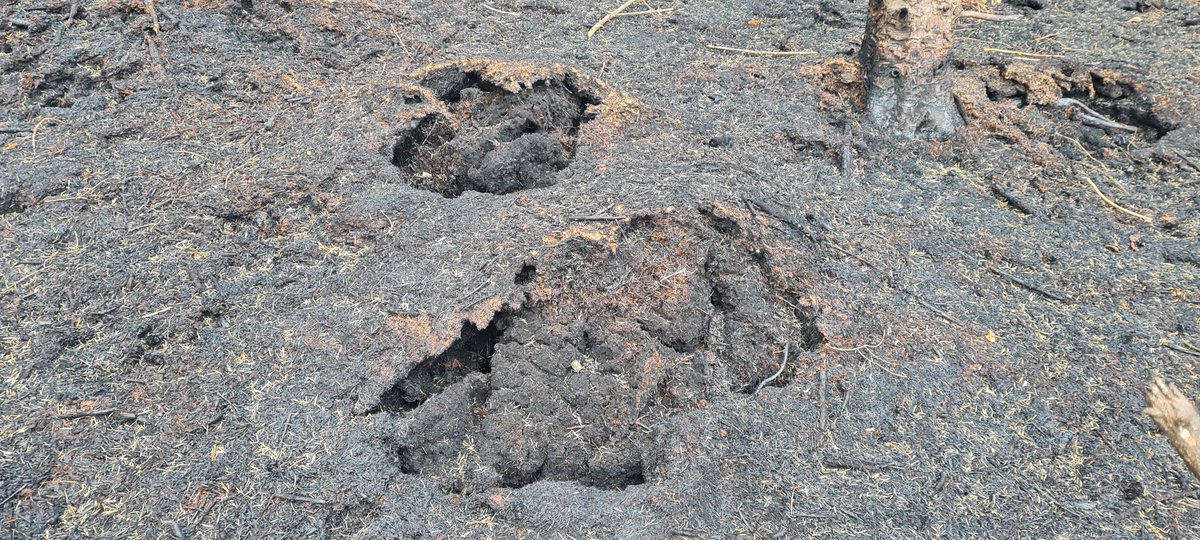 Walking through the burnt forestry near Rostrevor.. You can see the deep pits. This was planted on blanket bog and the fire burnt large amounts of peat underground. This forest should never have been planted here