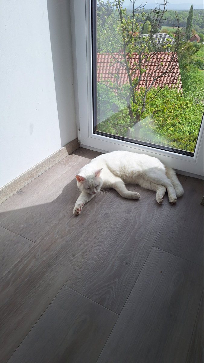 Arcliner's tweet photo. Zajebano mačje življenje. https://t.co/jMClNqTav2