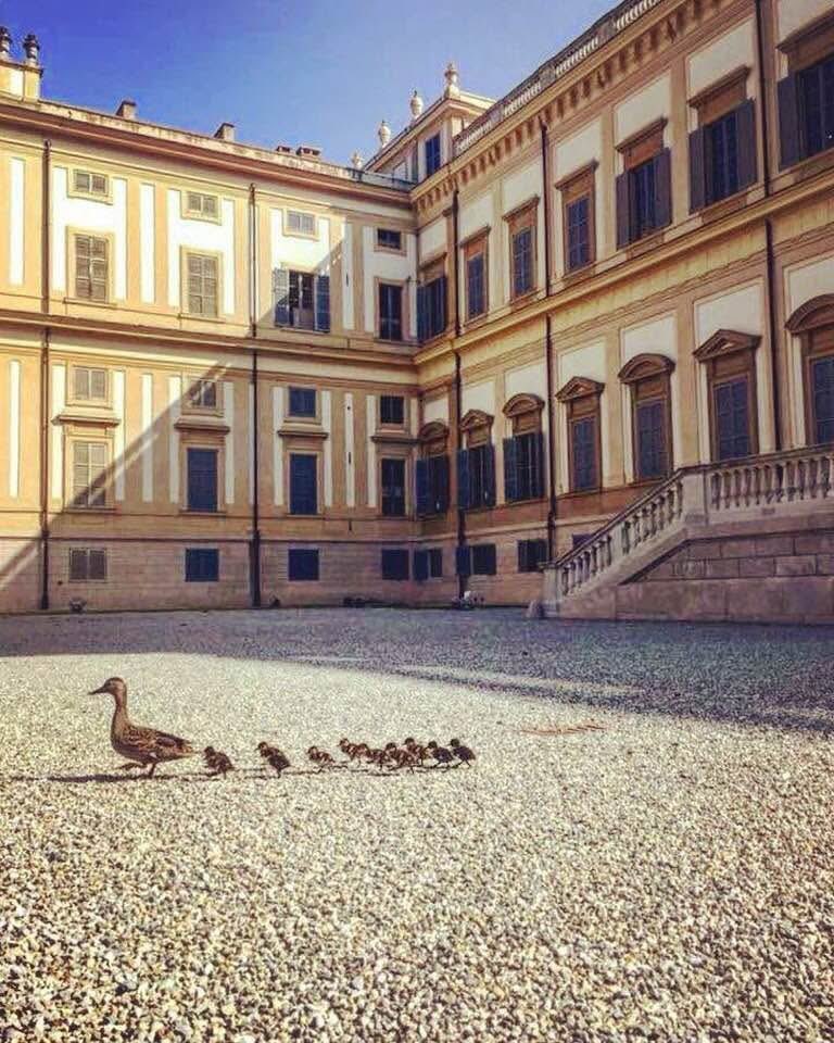 Tutti, ma proprio tutti in Reggia oggi!

VISITE SOLD OUT 21.4.2025
Attenzione: Le visite del giorno 21.4.2025 sono complete e non è più possibile acquistare biglietti 

Buona #Pasquetta 🐣🌷

<a href="/Palace_Day/">PalaceDay</a> <a href="/MiC_Italia/">Ministero della Cultura</a> <a href="/RegLombardia/">Regione Lombardia</a> <a href="/ComuneMonza/">Comune di Monza</a> <a href="/inLOMBARDIA/">inLOMBARDIA</a>
