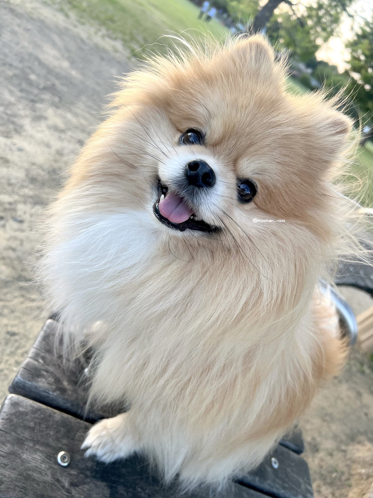もちゃん🐶🍮ポメラニアン on X: 