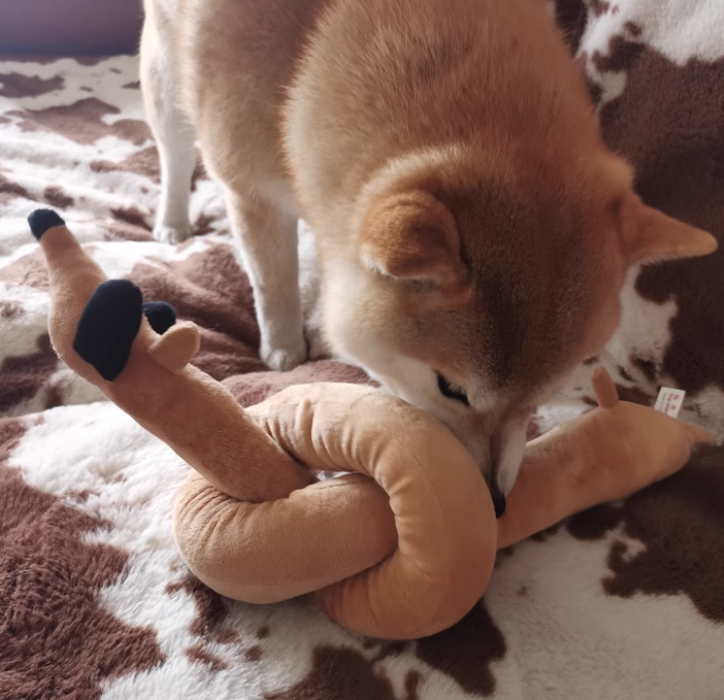 Cute dog with funny toys 📷 #dogs #pettoys #fyp #gifts