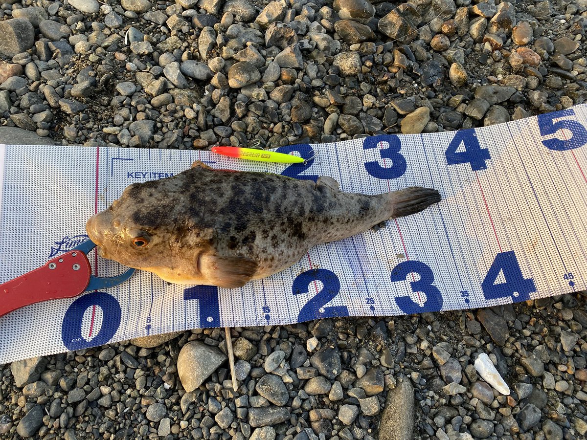レガリア100はなんでも釣れる笑
#レガリア100