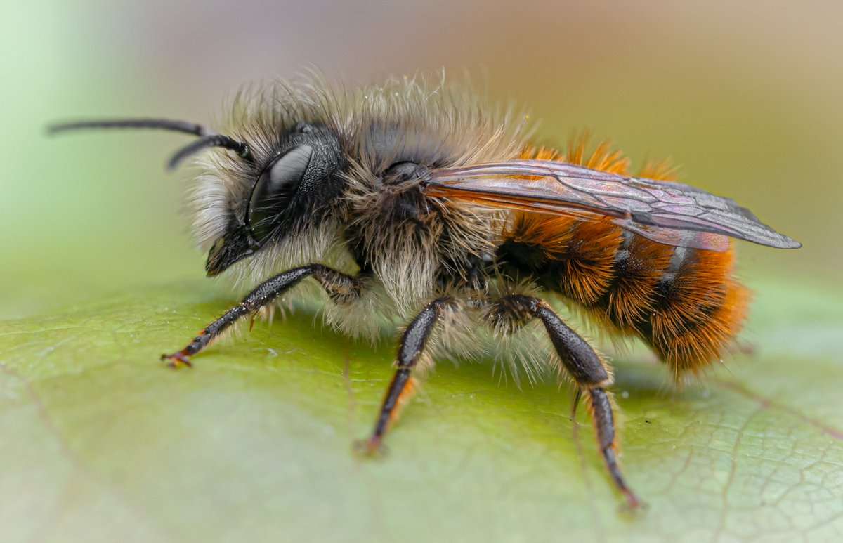 TimothyJonas's tweet image. Loads of bank holiday bees enjoying the sunshine in the garden this weekend. This one is, I think, a Red Mason Bee (Osmia bicornis).