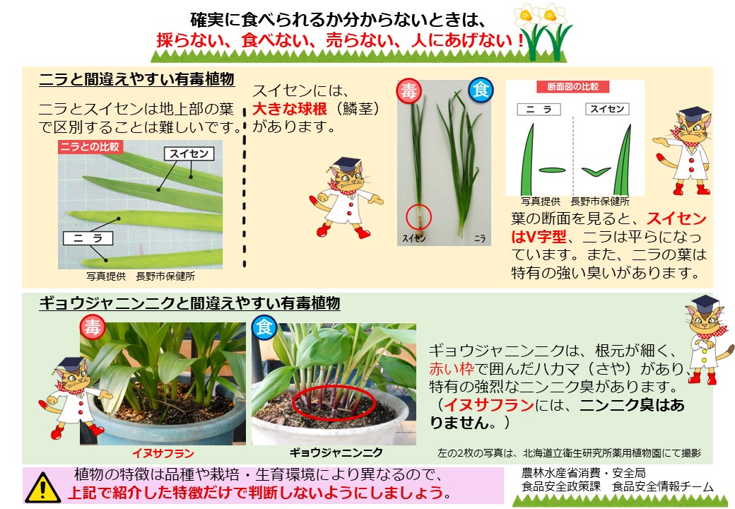 有毒植物 ☠の誤食に注意！】 ニラだと思ったらスイセン！？ #GW に