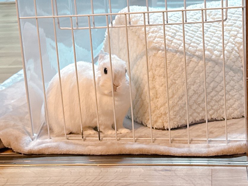 餅ママ🐇 tweet media