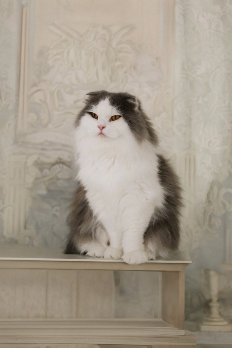 I still search for Reddington in the quiet places, where his warmth once filled the air. My heart feels heavy, my paws slow. If you have a cuddle to spare, I would be so grateful. Your Napoleon 🤍🙏#PetLoss #GentleGrief #CatsFeelToo