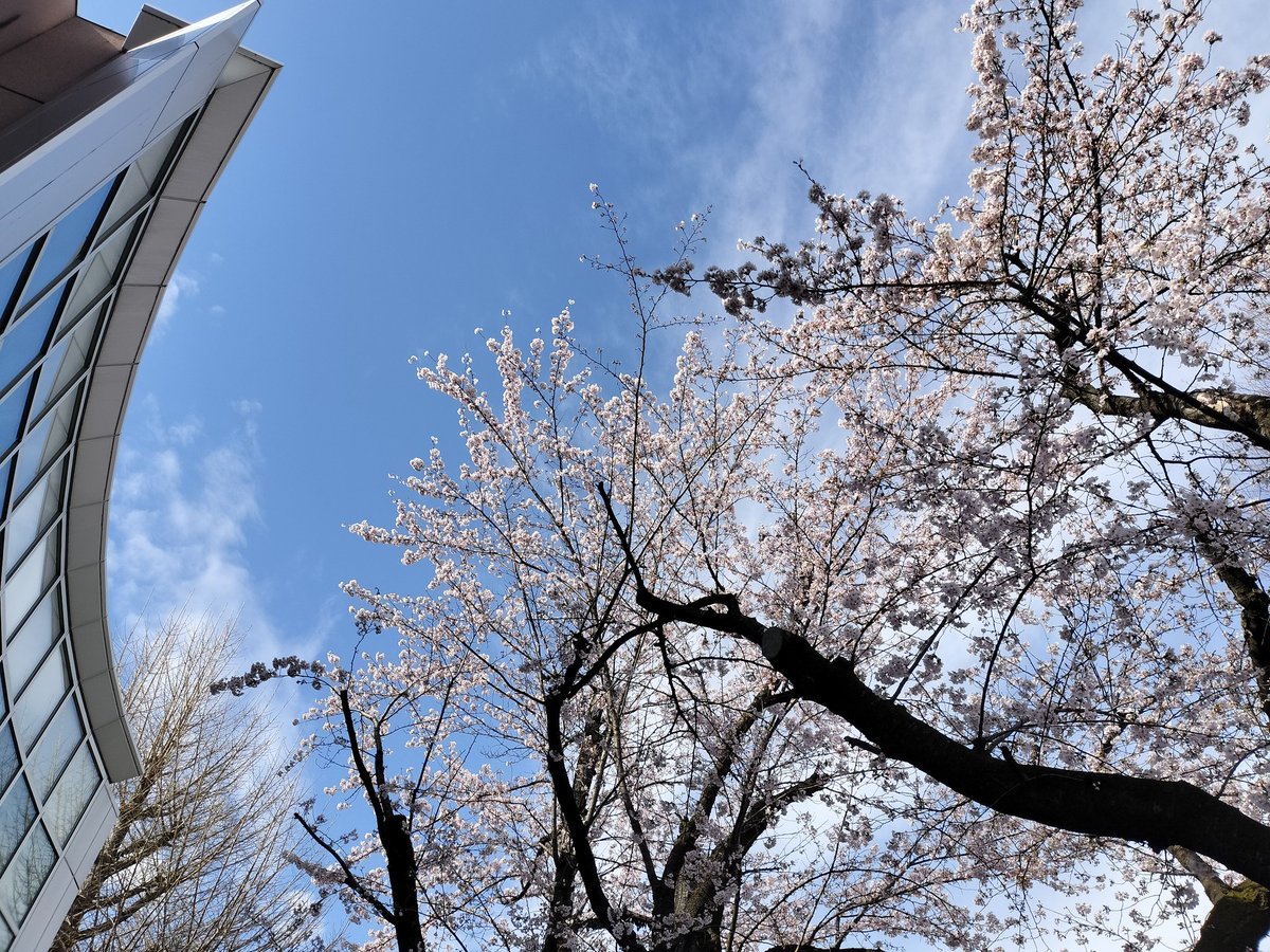 takkosufundo's tweet photo. 春が終わっちゃった〜〜〜 https://t.co/smeOewqGhA
