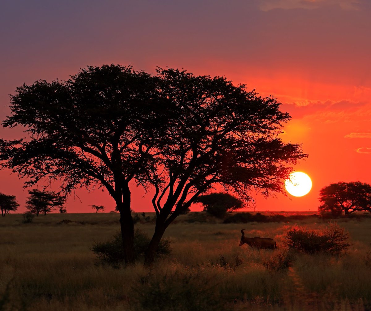 FSC_Africa's tweet photo. Check out our latest newsletter to see what the #FSCAfrica team has been up to in the 1st quarter of 2025:

Reads more: https://t.co/jFkK57XL0Y

#ForestsForAllForever #Africa #AfricanForests https://t.co/vxdlwb5ymQ