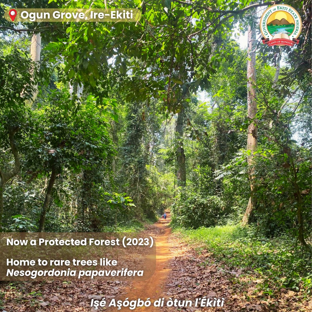 Ekiti State Forestry Commission (@ekitiforestry) on Twitter photo The Ogun Grove(Ire-Ekiti) is a sacred site in Yoruba traditional cosmology, where Ogun, the god of iron, is believed to have gone into the earth to rest.
It is a Community Protected Forest & biodiversity hotspot, home to rare trees like Nesogordonia papaverifera.
<a href="/ekitistategov/">Government of Ekiti State</a> The Ogun Grove(Ire-Ekiti) is a sacred site in Yoruba traditional cosmology, where Ogun, the god of iron, is believed to have gone into the earth to rest.
It is a Community Protected Forest & biodiversity hotspot, home to rare trees like Nesogordonia papaverifera.
<a href="/ekitistategov/">Government of Ekiti State</a>