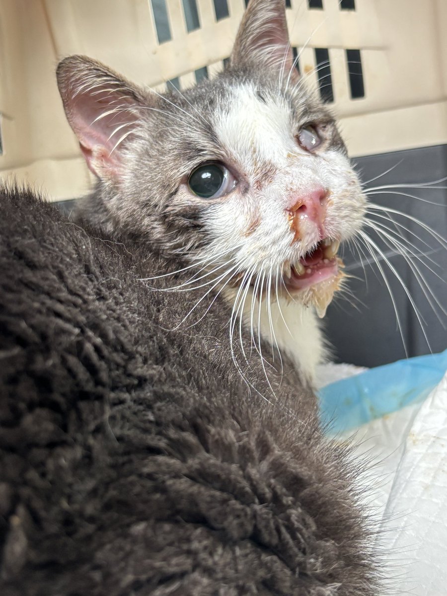 TW // chat mal en point

L'état de Picasso ne s'améliore pas et il ne prend pas son traitement car il ne s'alimente pas. On est actuellement aux urgences vétérinaires d'Advetia car impossible de le laisser dans cet état jusqu'à jeudi ...

Nous ne savons pas à combien les frais