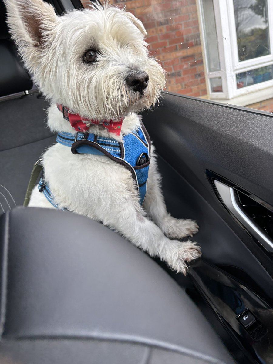 Morning pals 🐾 taking the hoos for a bank holiday drive. Have a great day everyone 🤗