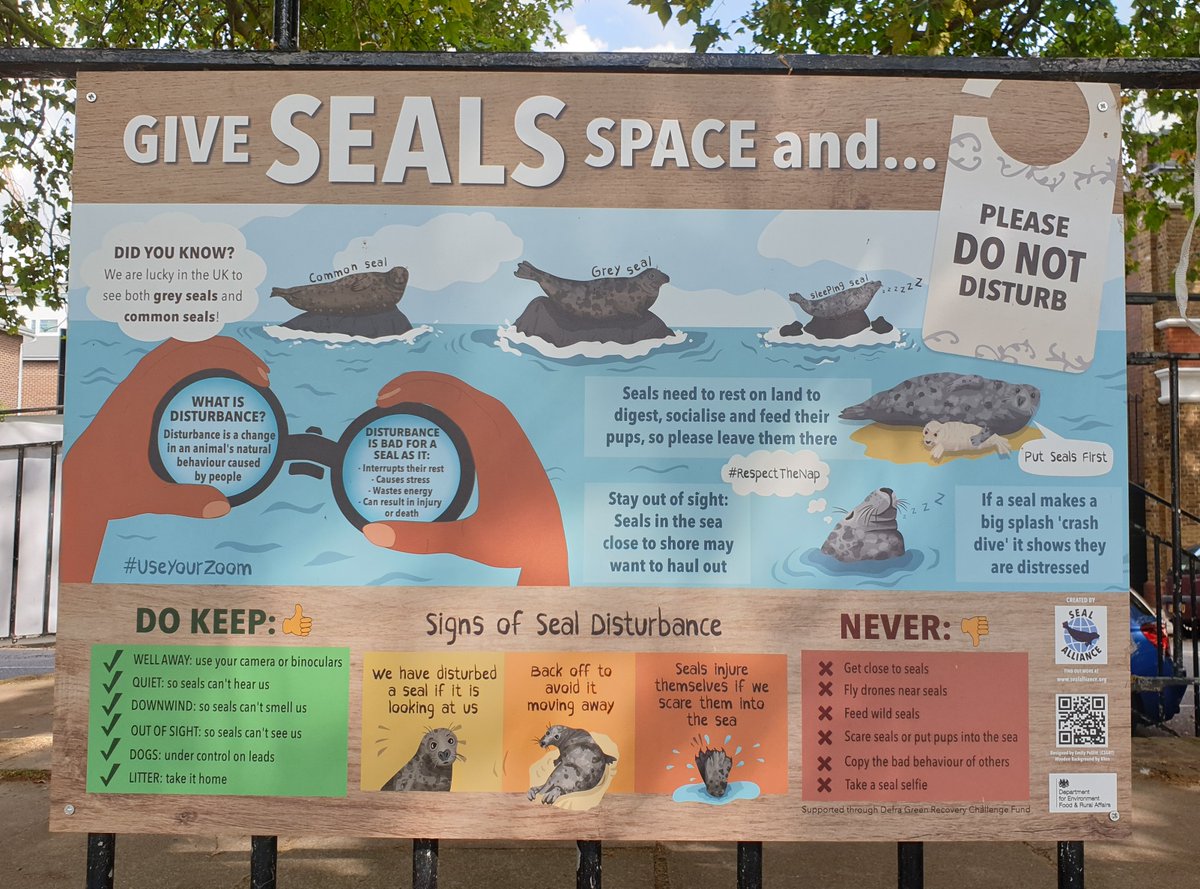ThamesPathNT's tweet image. Many people are amazed that grey and common seals are seen in the Thames, especially near Richmond, Twickenham, Kew and Chiswick. This talk  👇@ChiswickPier on Tues 29th April will be fascinating 🦭🦭
@ThamesExplorer @Thames21 @KaptainKwack @FollowTheThames @TW11Harbour