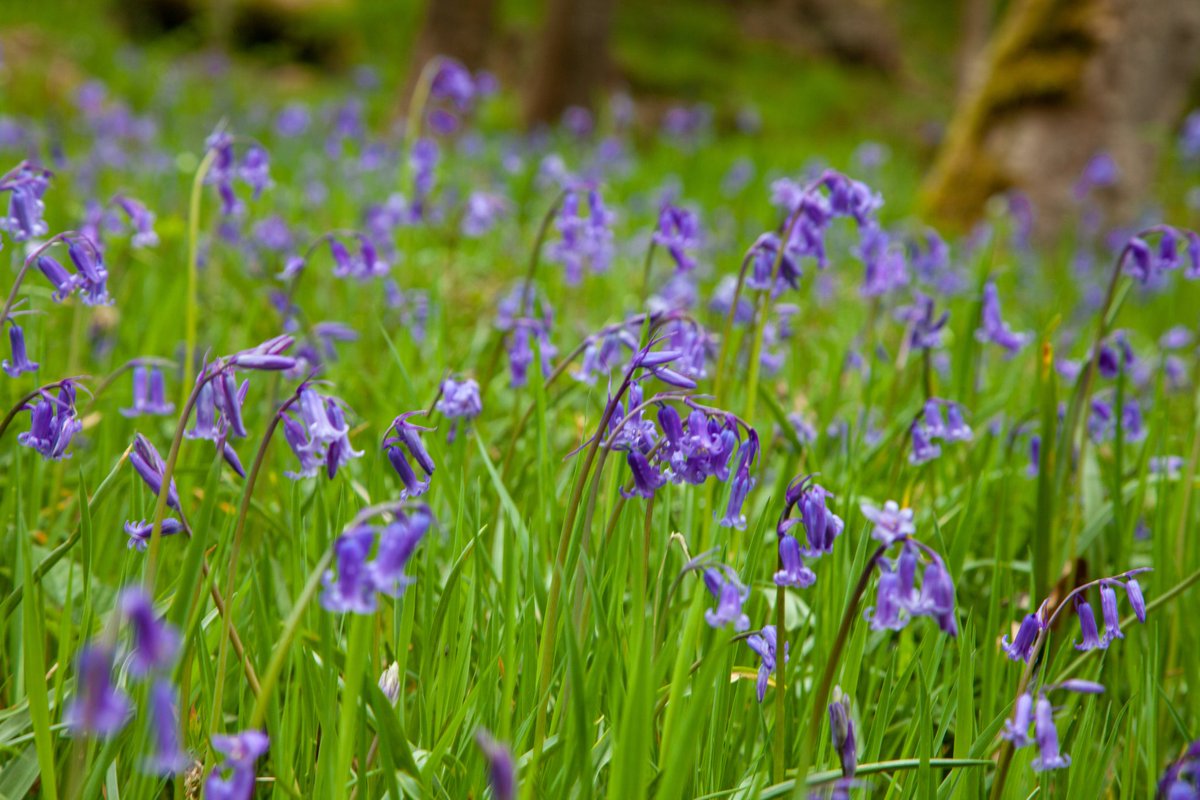 themuttsknutts's tweet image. the #bluebells are in full show at #hardcastle crags #flowers #woodland -  hardcastle-crags.net/bluebells-and-…