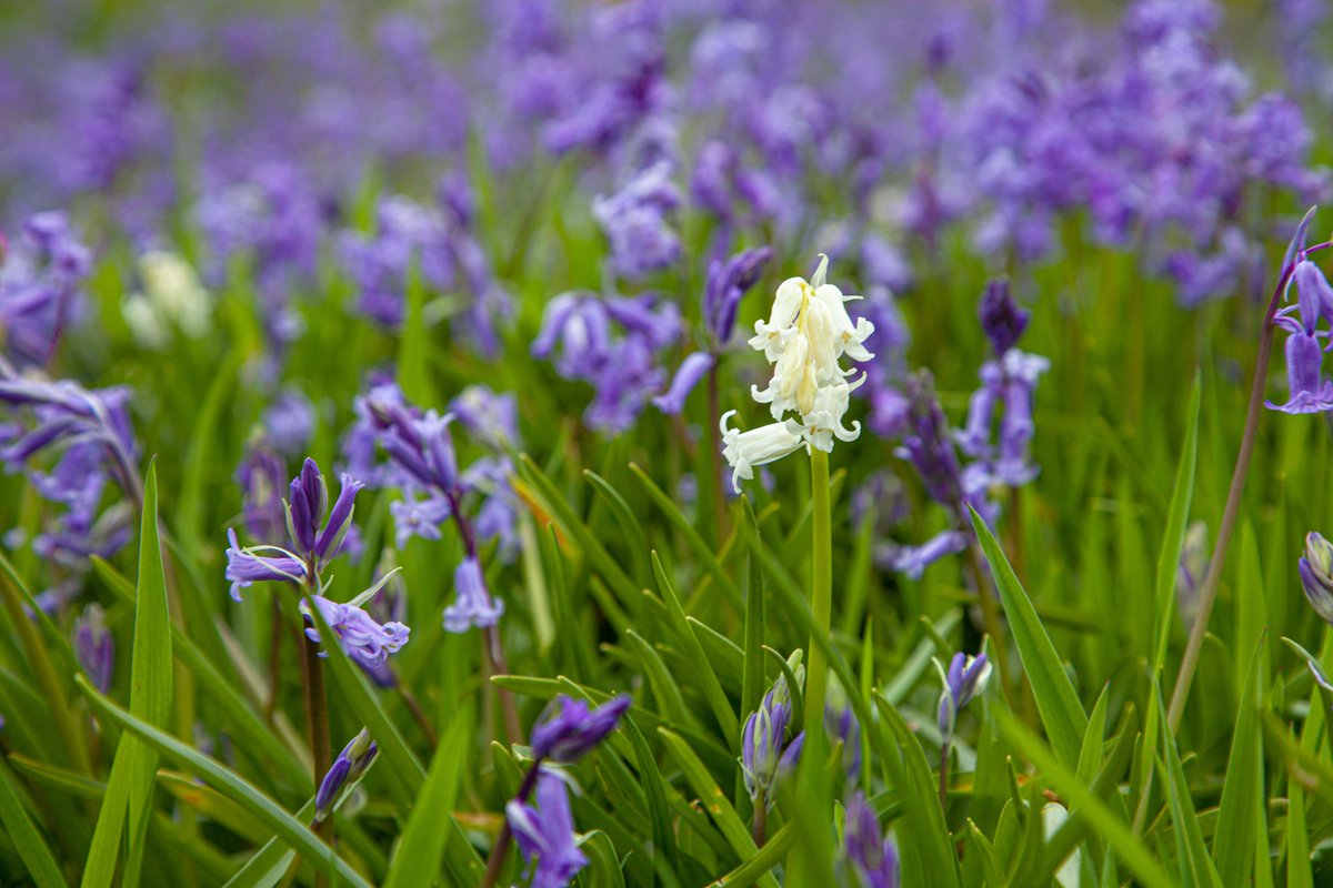 themuttsknutts's tweet image. the #bluebells are in full show at #hardcastle crags #flowers #woodland -  hardcastle-crags.net/bluebells-and-…