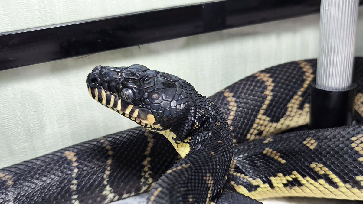 幻の大蛇ベーレンパイソン♀入荷✨ 1mほどの可愛いサイズ🐍 綺麗に脱皮