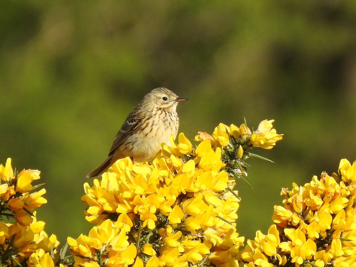3 Cuckoo (NFY), 22+ Willow Warbler, 7 Wheatear, 2 Goosander, 2 Swallow, 6+ Sand Martin the best across Cadover and Crownhill Down this morning #patchbirding #birding #ukbirding #birds