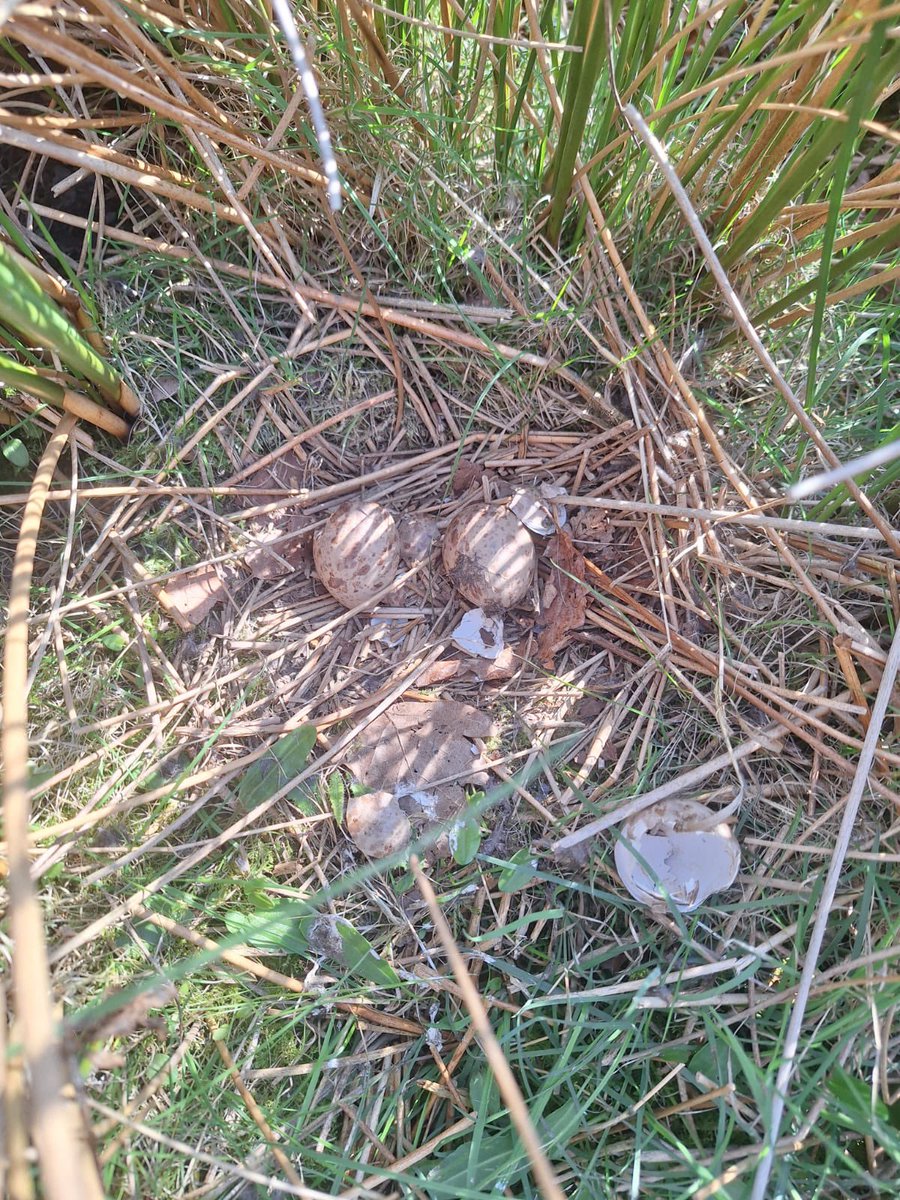 Scolopax24 (@dbc_woodcock23) on Twitter photo Further confirmation of successful hatching coming in from our network of field ornithologists π―ππ»
<a href="/BirderSouth/">South Shields Birder North East Breeding Birds</a> <a href="/tonymcguire1966/">Tony McGuire</a> Further confirmation of successful hatching coming in from our network of field ornithologists π―ππ»
<a href="/BirderSouth/">South Shields Birder North East Breeding Birds</a> <a href="/tonymcguire1966/">Tony McGuire</a>