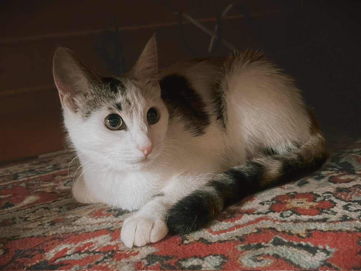 Вот в доме появилось вот такое нечто 4х месяцев от роду. Человеки умиляются и называют ее ЛУной. 
А ПРО МЕНЯ, похоже, ЗАБЫЛИ!!!  АААА! 
Оно еще и линяет! 
Как жить? 
Как жить?... 

За сим в ужасе отмуркиваюсь
Ваша Кася