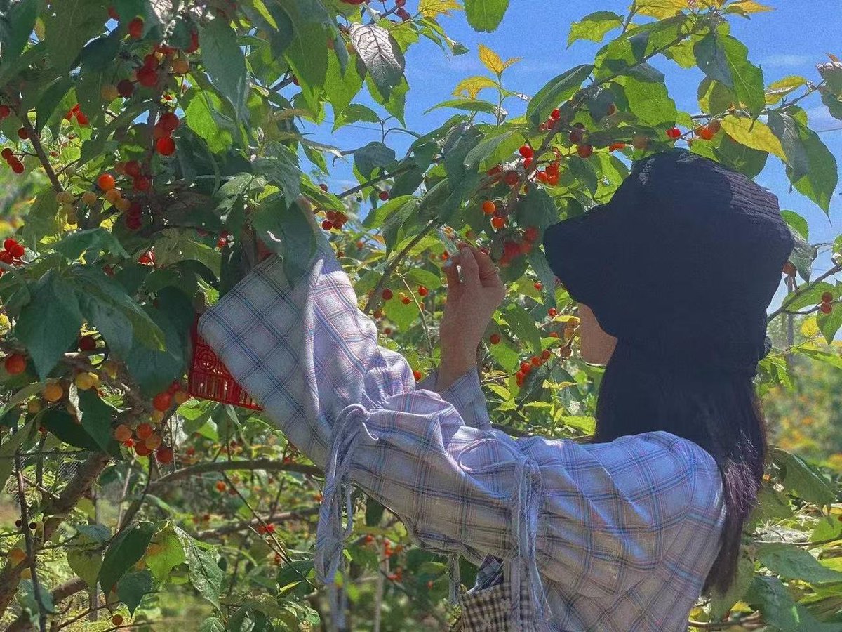 DongyangChina's tweet photo. #Cherry season is in full swing in #Dongyang! 🍒 At the scenic Pansong Orchard, trees are heavy with ripe, fragrant #fruit. Locals and visitors alike are picking, tasting, and enjoying sweet moments under the spring sun. 😋 A true seasonal delight! #TastyDongyang https://t.co/P0OeCmGlHZ