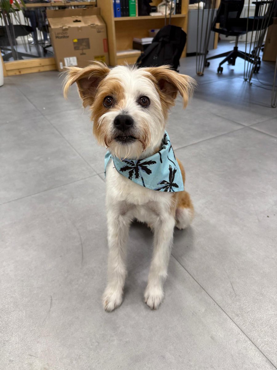 Infinito Delicias tweet media