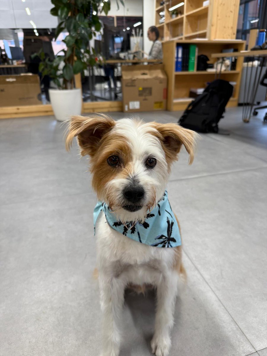 Infinito Delicias tweet media