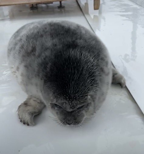 djblurb's tweet photo. i just cried over tsuki https://t.co/eNtUFn2fNF