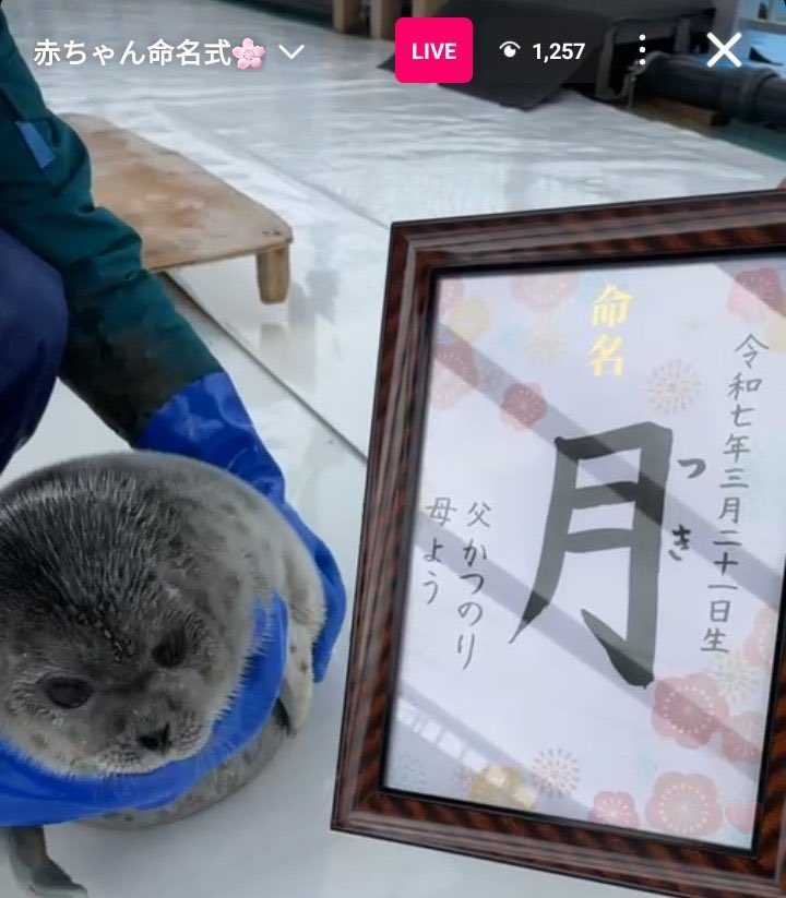 djblurb's tweet photo. i just cried over tsuki https://t.co/eNtUFn2fNF
